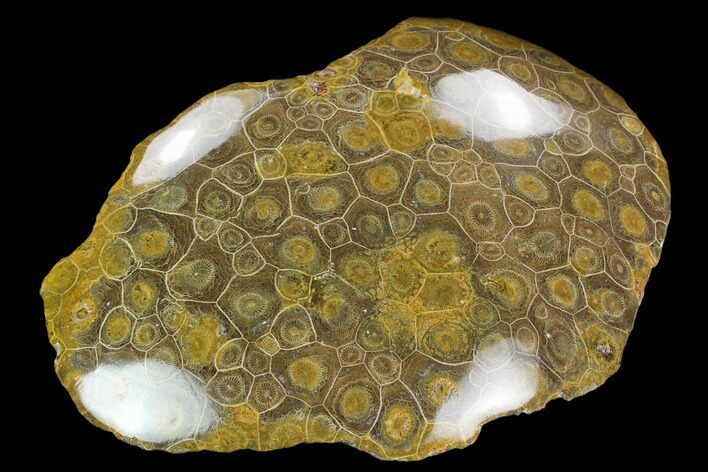 Polished Fossil Coral (Actinocyathus) - Morocco #128182